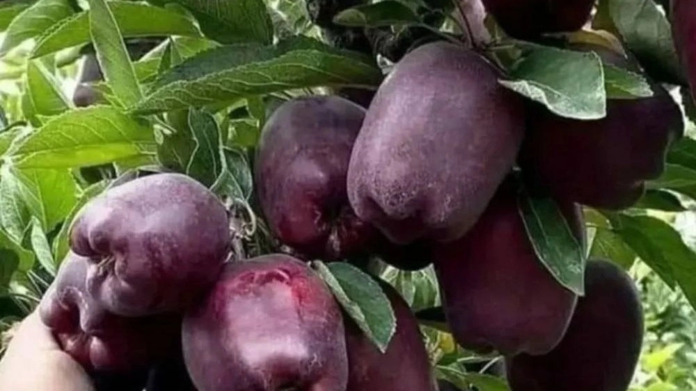 نهالستان عزیزی، تولید و فروش نهال اصلاح شده در مشکین شهر اردبیل