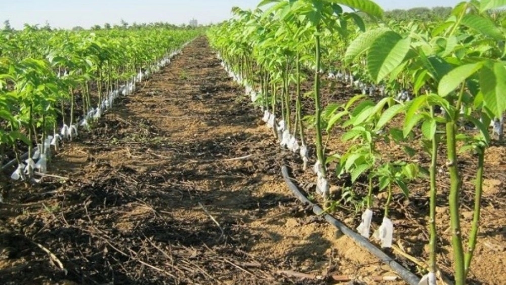 فروش نهال اصلاح شده در مشکین شهر اردبیل