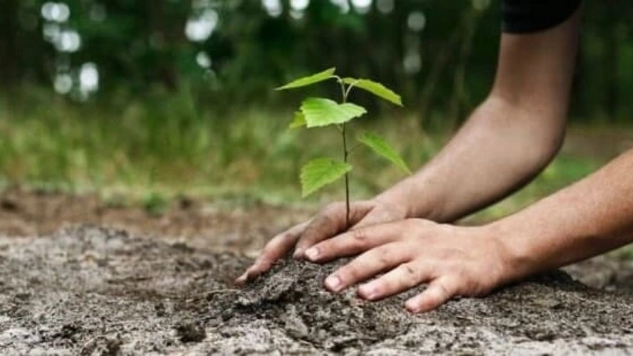 خرید انواع نهال در نقده آذربایجان غربی