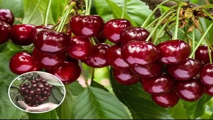 نهالستان گنجینه حسن زاده، فروش انواع نهال در میاندوآب