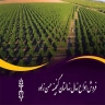نهالستان گنجینه حسن زاده، فروش انواع نهال در میاندوآب