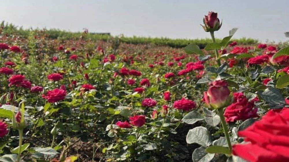 گل رز هلندی در دزفول