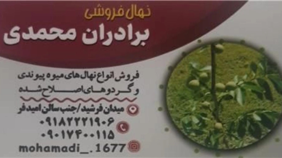 نهالستان محمدی، فروش نهال میوه و گردو در همدان