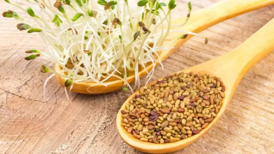 فروش عمده بذر یونجه در میاندوآب