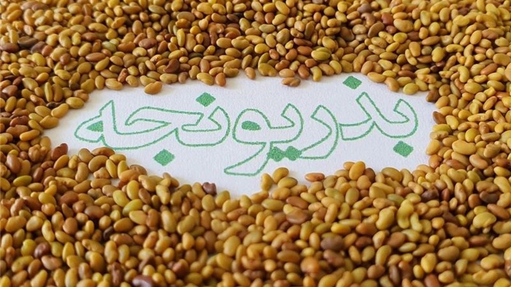 فروش عمده بذر یونجه در میاندوآب