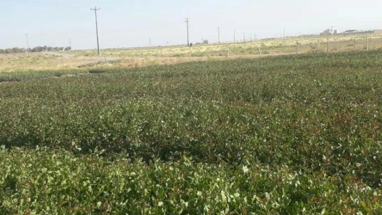 نهالستان پسته ادوی در تربت جام
