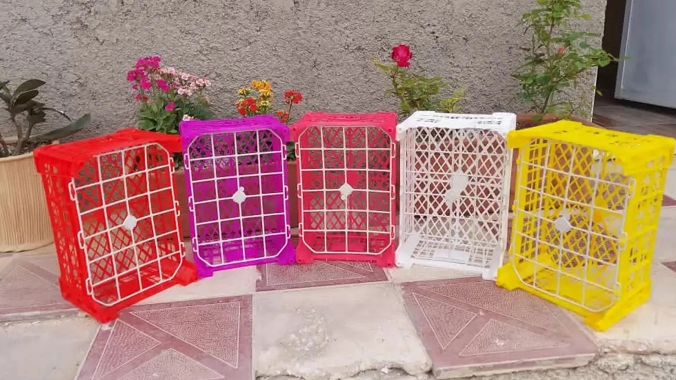سبد میوه