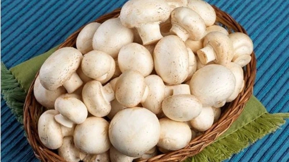 فروش قارچ دکمه ای در تهران