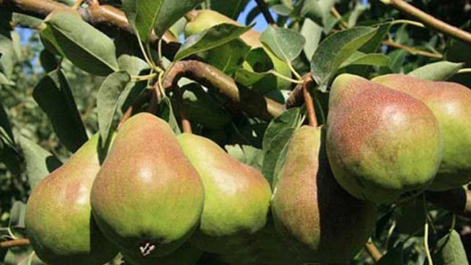 گلابی درگز