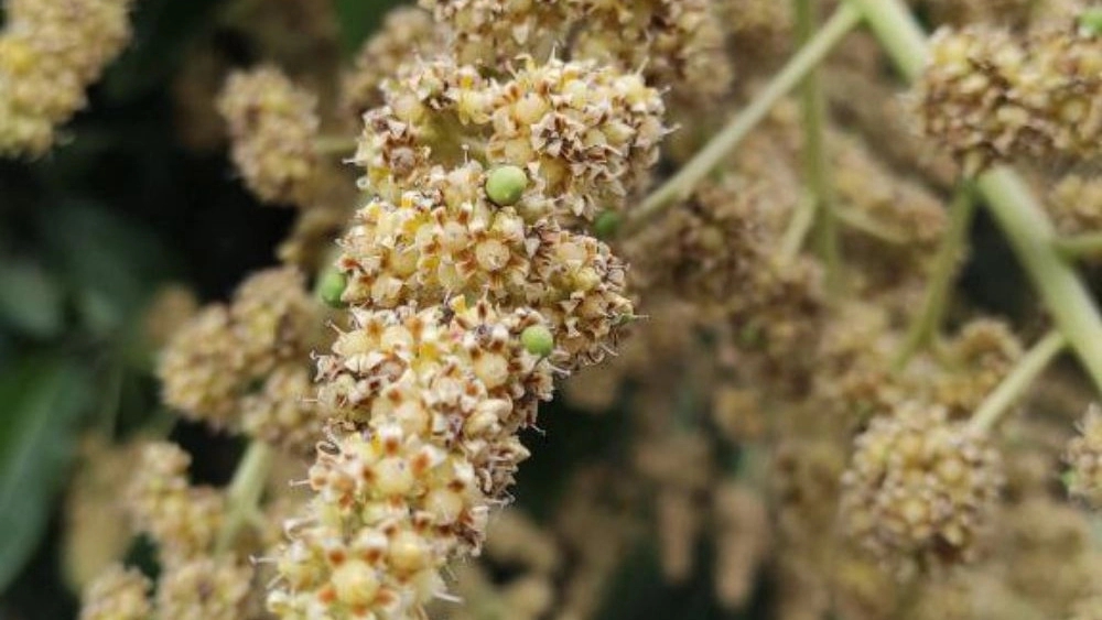 جشنواره انبه در میناب