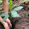 نهالستان سرسبز خیری، تولید و فروش عمده انواع نهال در میاندوآب