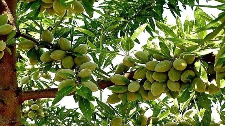 نهالستان سرسبز خیری، تولید و فروش عمده انواع نهال در میاندوآب