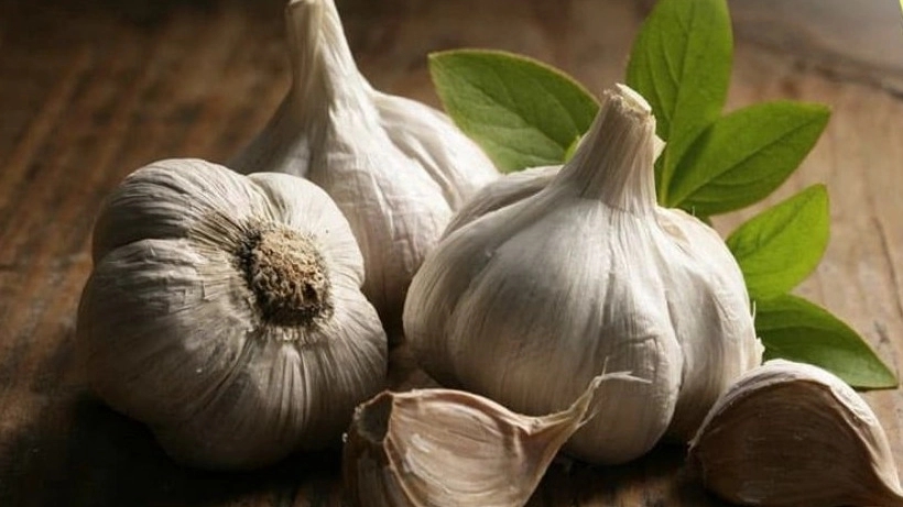کارا سیر، تامین کننده سیر خشک در همدان