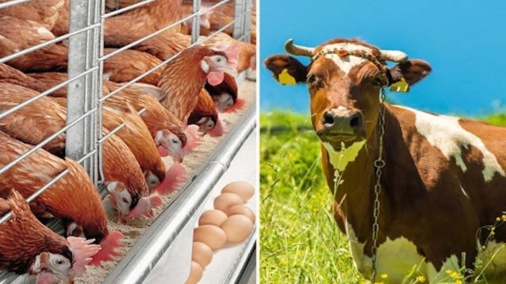 فروشگاه گرمابی، فروش انواع خوراک دام و طیور در خراسان رضوی