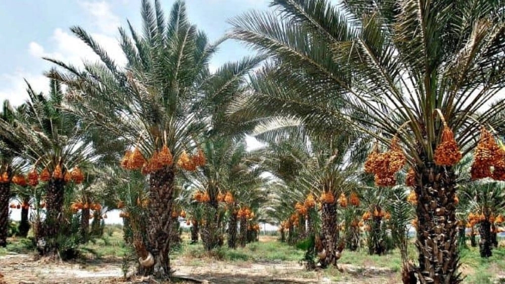 نخل ماهر نواصری، عرضه کننده نخل های خرما در خوزستان