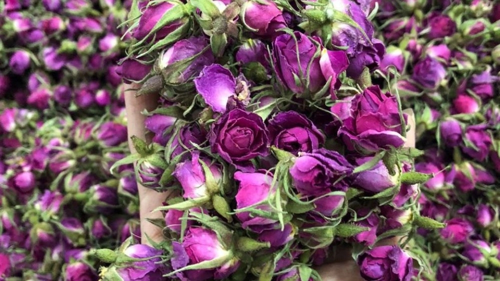 صادرات غنچه گل محمدی به امارات