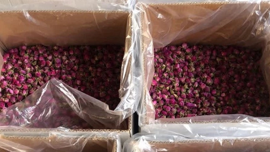 فروش عمده غنچه گل محمدی لاله زار با قیمت مناسب