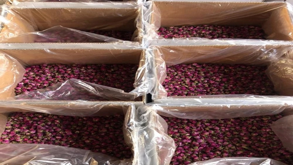 فروش غنچه گل محمدی مرغوب