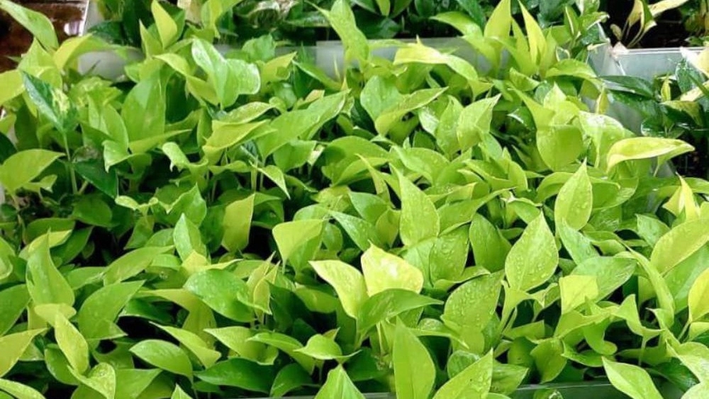 گلکده رژمان، تولید پرورش و فروش انواع گل پتوس درشیراز
