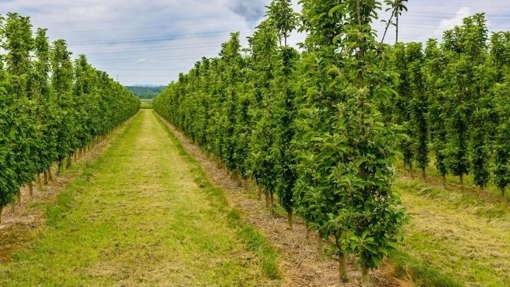 سفارش اینترنتی نهال میوه با ارسال سریع