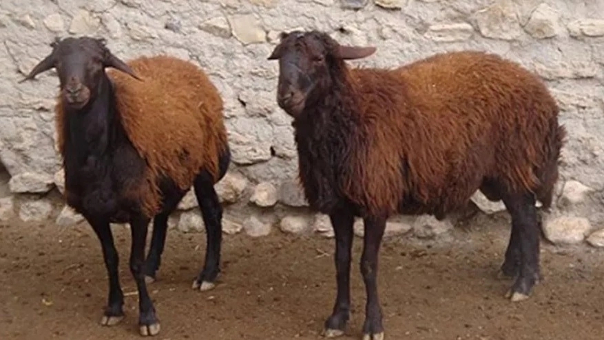 دامداری احسان لطفی، خرید و فروش دام زنده گوسفند قزل افشار در میاندوآب