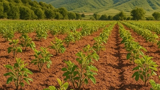 کاشت نهال گردو و پسته در میاندوآب
