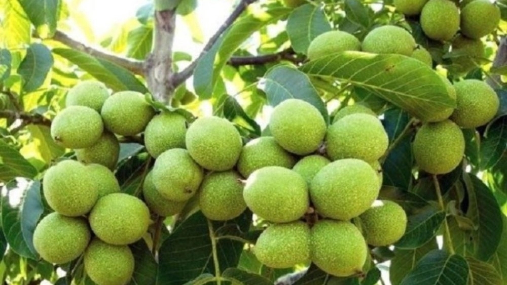نهالستان آران، عرضه مستقیم انواع نهال اصلاح شده گردو پسته در میاندوآب