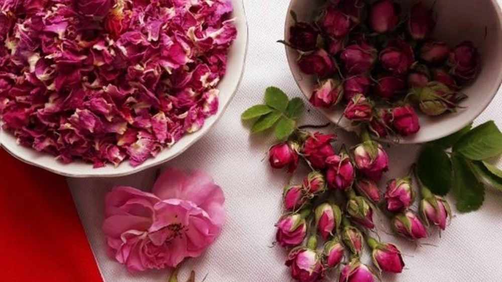 عرضه مستقیم گل محمدی و غنچه خشک در استهبان