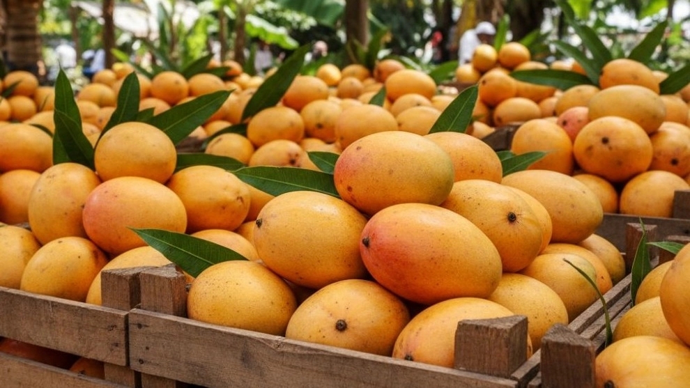 واردات انبه از پاکستان در تالش گیلان