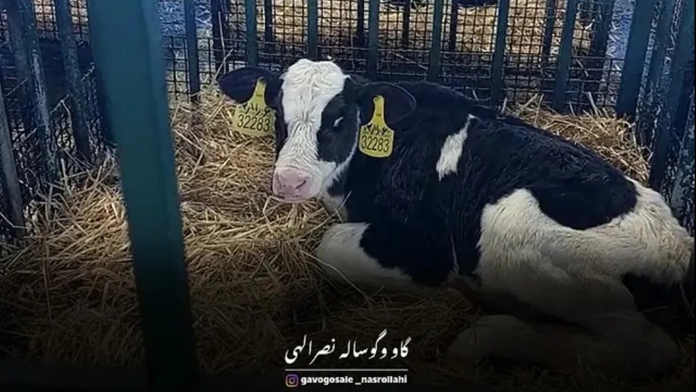 گاو و گوساله نصراللهی، خرید و فروش گاو و گوساله در قزوین