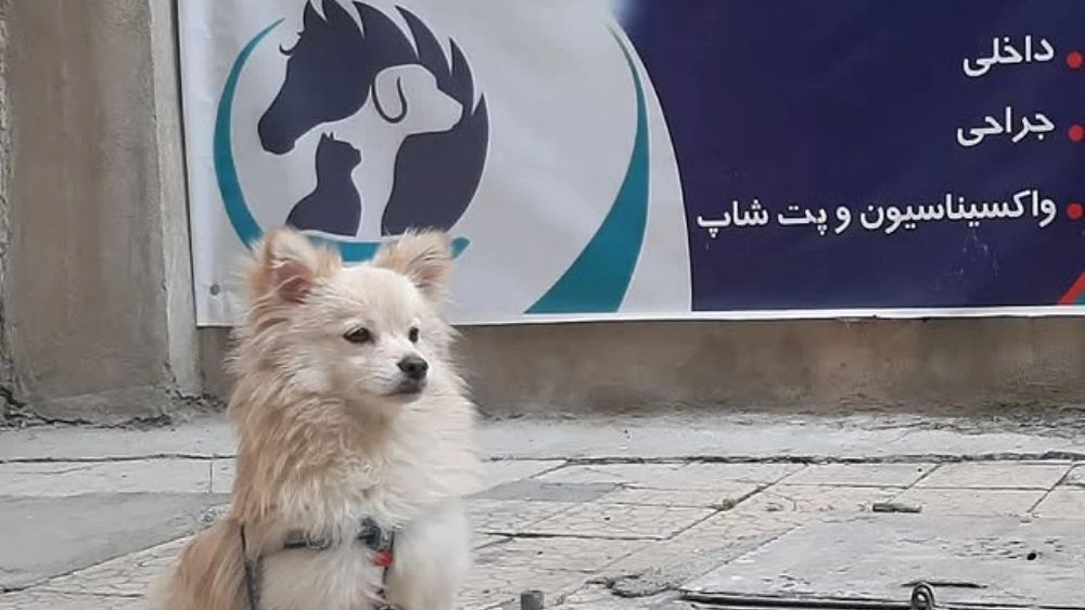 کلینیک و پت شاپ شفا، کلینیک دامپزشکی دکتر سلیمی در سنندج