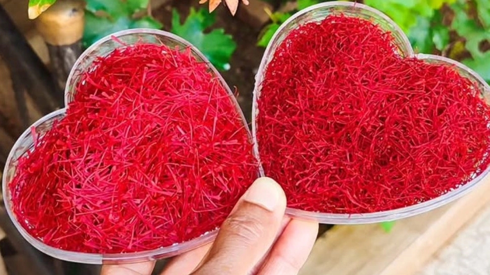 زعفران مزرعه کویر، تولید و فروش زعفران در سرایان خراسان جنوبی