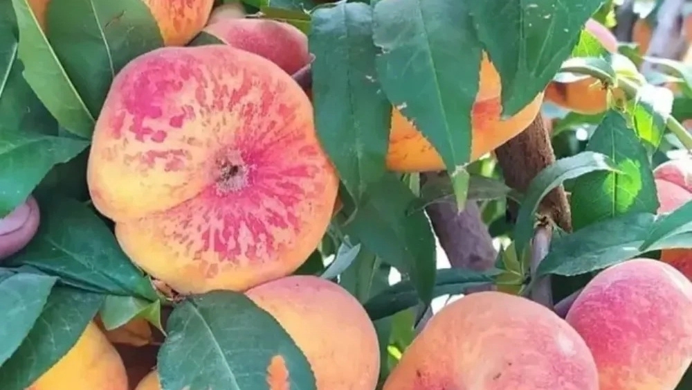 نهالستان سرسبز عزیزی، تولید نهال میوه در میاندوآب