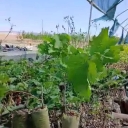 نهالستان رویش نهال نائبی، تولید و فروش نهال میوه در میاندوآب