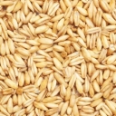 خوراک دام و طیور مختومی، فروش گندم و جو دامی در گنبدکاووس