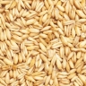 خوراک دام و طیور مختومی، فروش گندم و جو دامی در گنبدکاووس