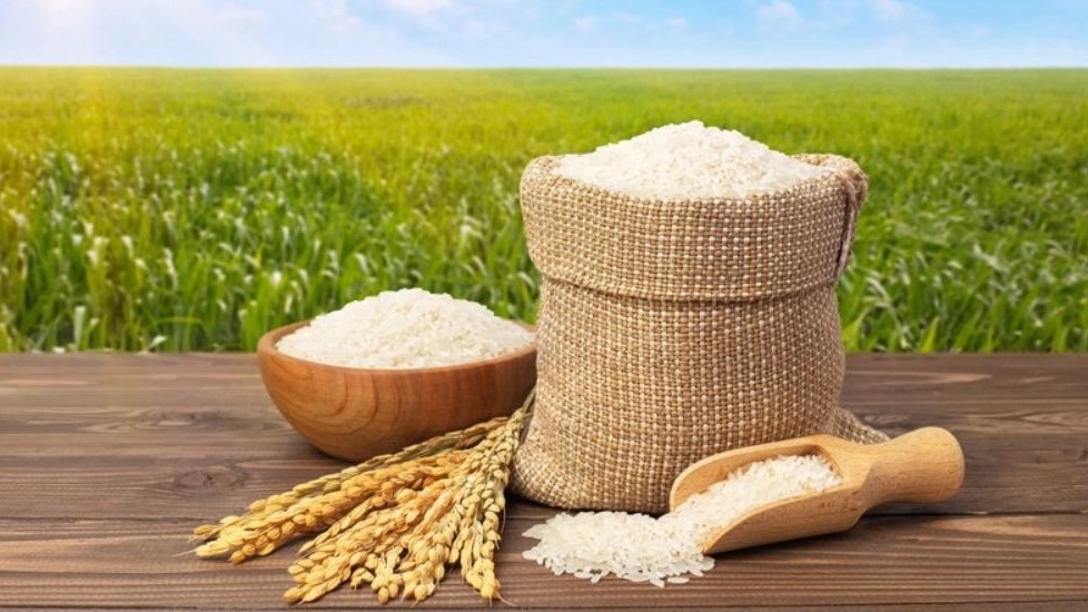 خرید برنج هاشمی در رشت