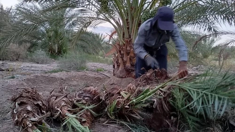 نخلستان برکت، فروش پاجوش خرما پیارم و مجول در حاجی آباد هرمزگان