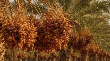 هر آنچه باید درباره صادرات خرما از ایران بدانید