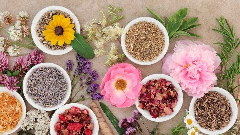 فروش انواع گیاهان دارویی اصل در رشت