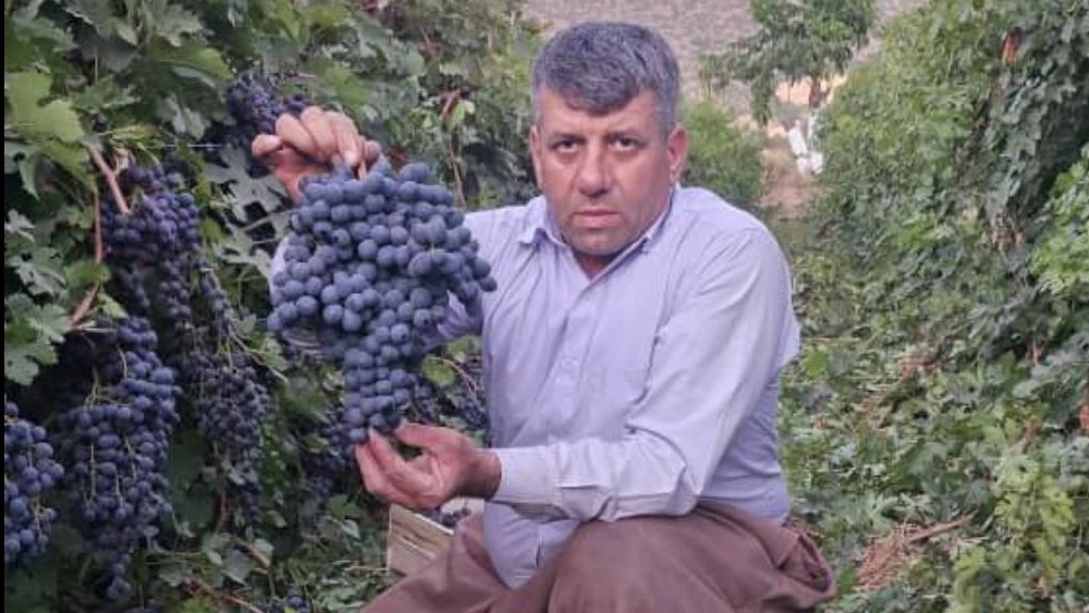 انگورکاران پیشرو غرب، فروش نهال انگور در مریوان کردستان