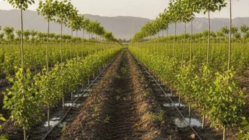 نهالستان پرتلاش سبز شریفی مرجع تولید نهال‌های استاندارد در تبریز