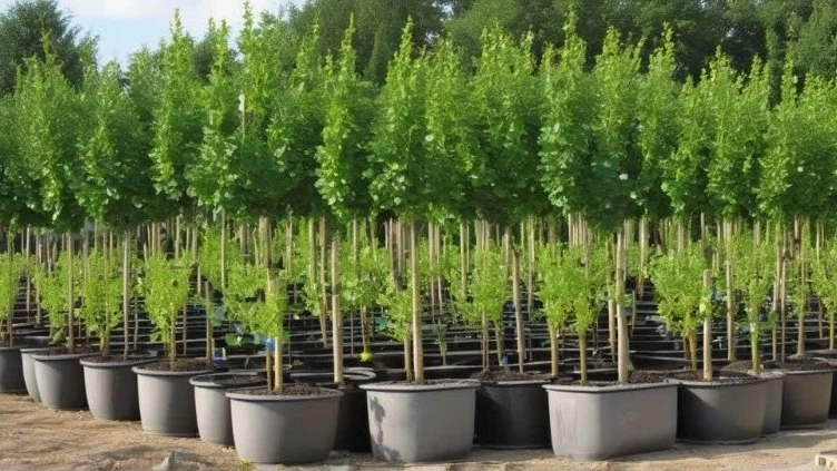 فروش نهال دارای مجوز و شناسنامه‌دار
