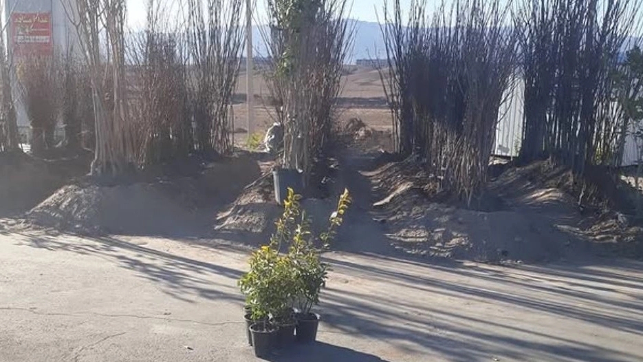 نهالستان یاقوت سرخ زارع، فروش نهال زرشک عناب و سنجد در بیرجند