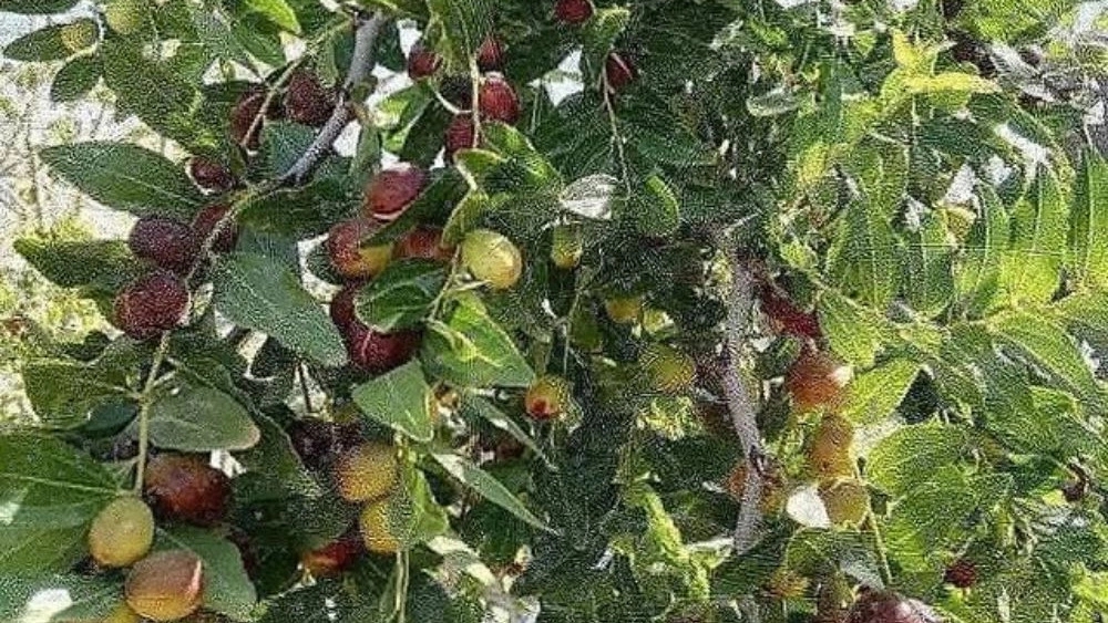 بهترین زمان کاشت نهال عناب در بیرجند