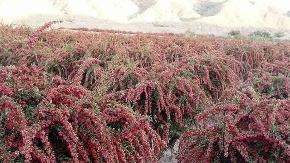 قیمت نهال زرشک در خراسان جنوبی