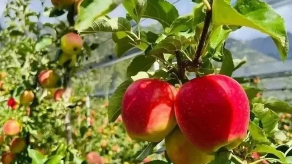 نهالستان باغ سبز، خرید نهال میوه مثمر و غیرمثمر اصلاح شده در میاندوآب