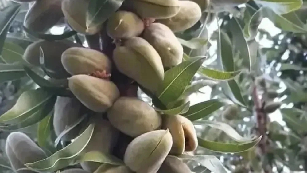 خرید نهال استاندارد و اصلاح شده در میاندوآب