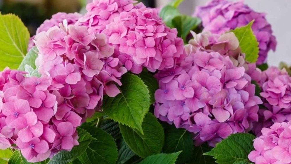 گلفروشی غنمی، فروش انواع گل های فضای باز در چابکسر