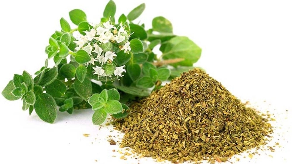 آویشن زاگرس، فروش انواع گیاهان دارویی در گچساران